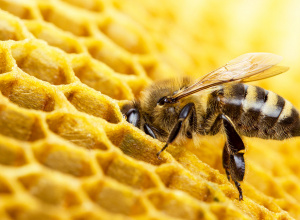 Warsztaty z Pszczołami